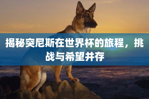 揭秘突尼斯在世界杯的旅程，挑战与希望并存