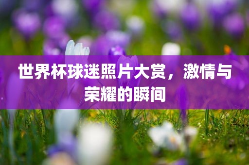 世界杯球迷照片大赏，激情与荣耀的瞬间