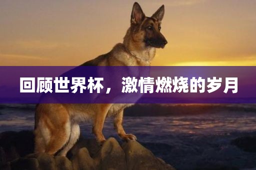 回顾世界杯，激情燃烧的岁月