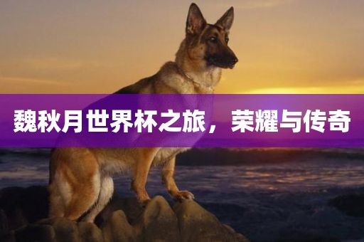 魏秋月世界杯之旅，荣耀与传奇广西贺州市华昌新材料有限公司